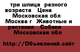 три шпица  разного возраста › Цена ­ 8 000 - Московская обл., Москва г. Животные и растения » Собаки   . Московская обл.